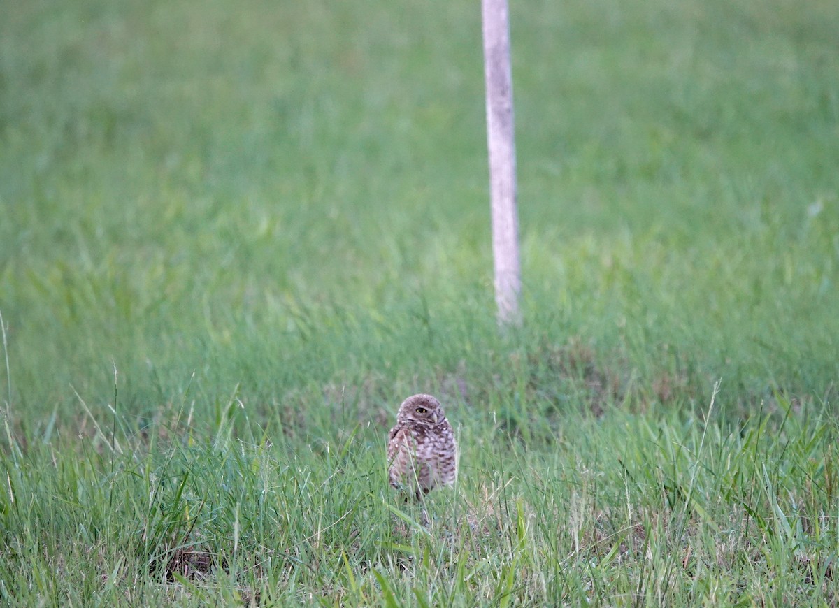 Burrowing Owl - ML621137584