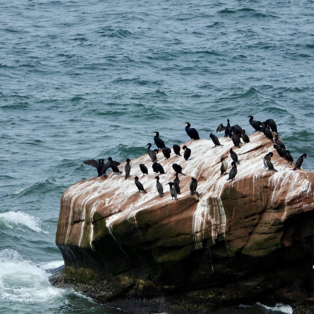 Double-crested Cormorant - ML621137601