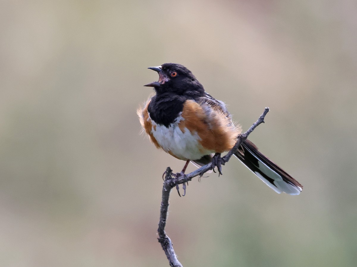 Spotted Towhee (maculatus Group) - ML621137617