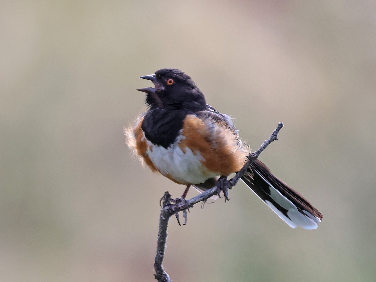 Spotted Towhee (maculatus Group) - ML621137618