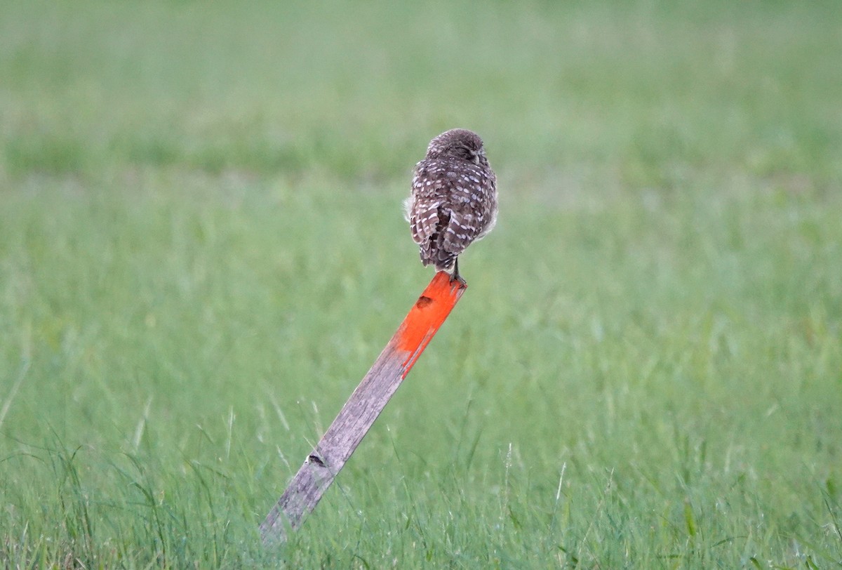 Burrowing Owl - ML621137627