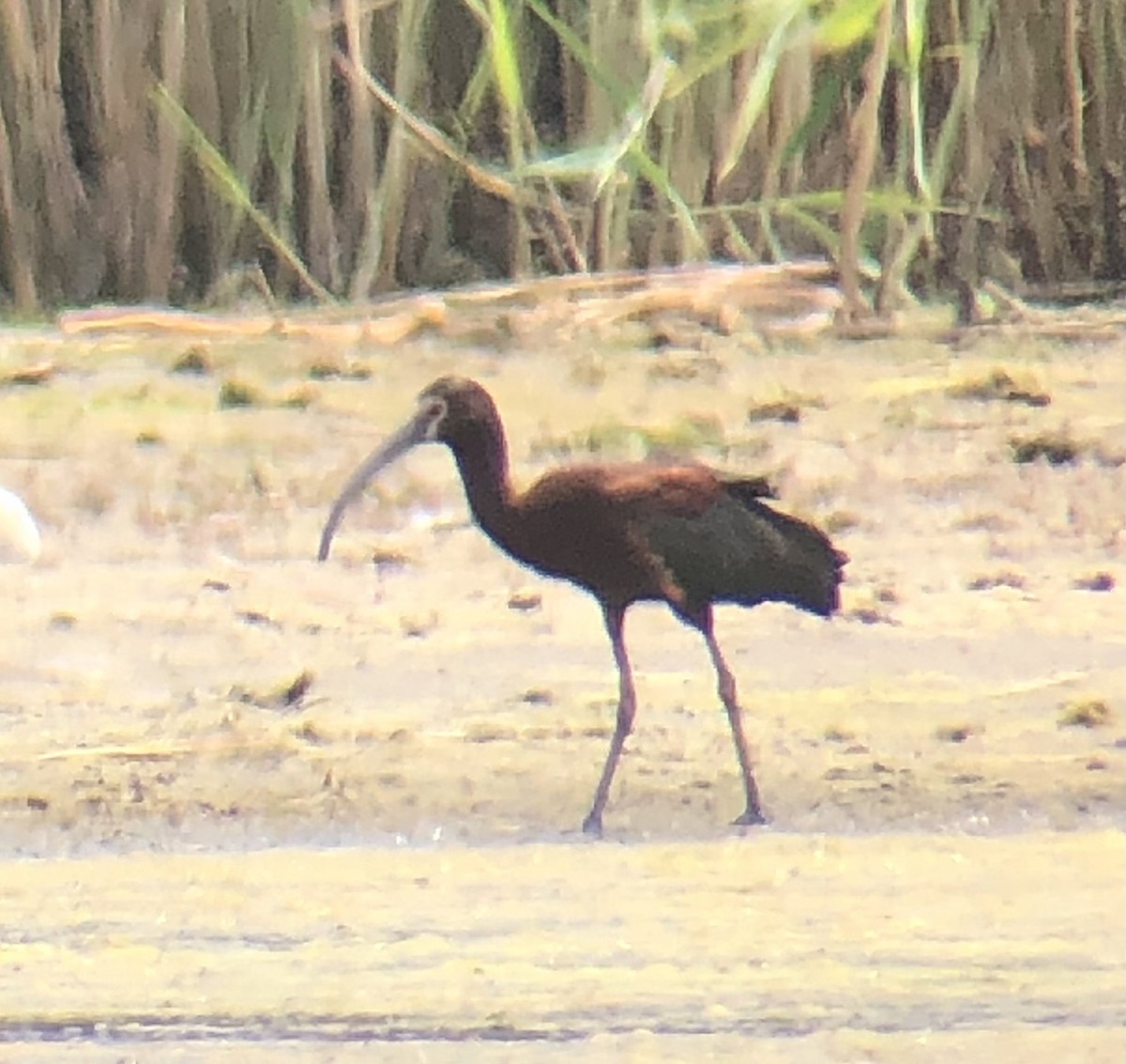 ibis americký - ML621137637