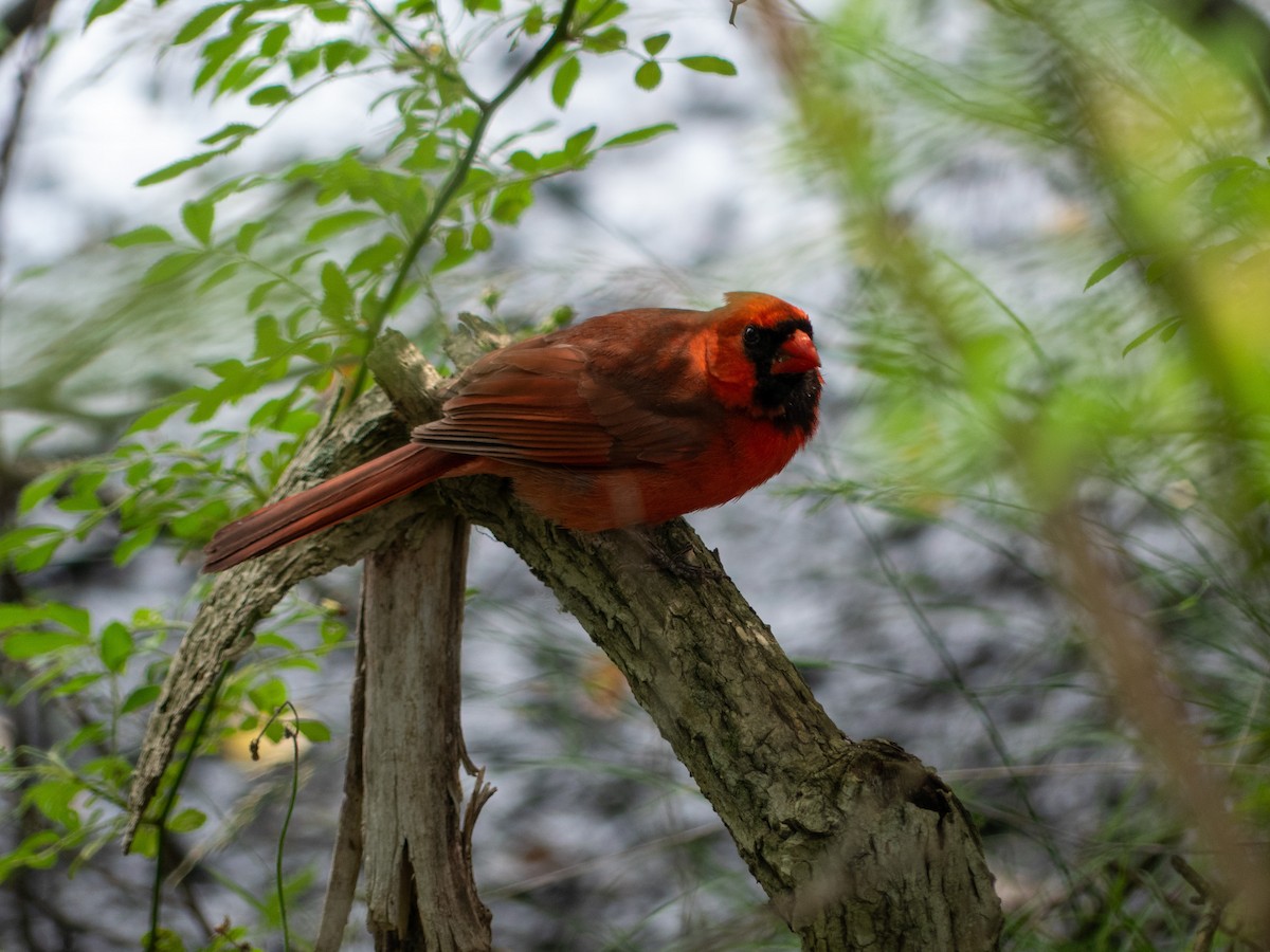 Cardinal rouge - ML621137648