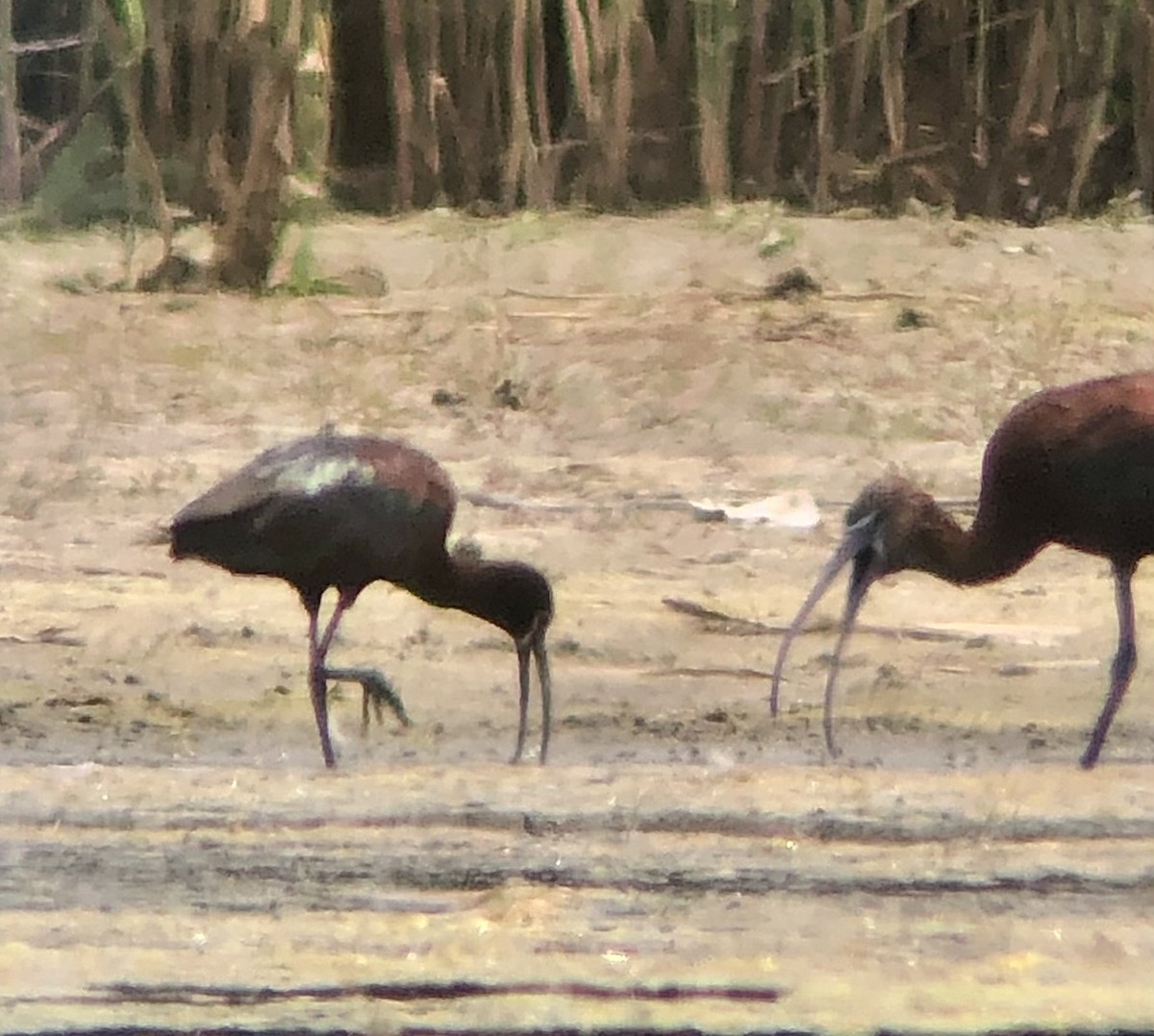 ibis americký - ML621137660
