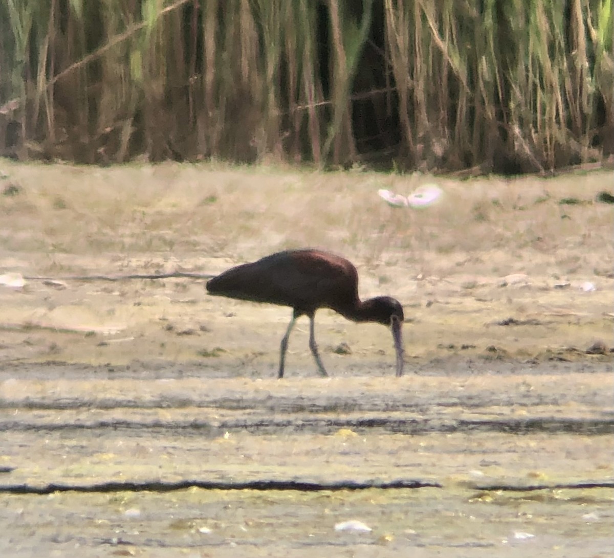 ibis americký - ML621137661