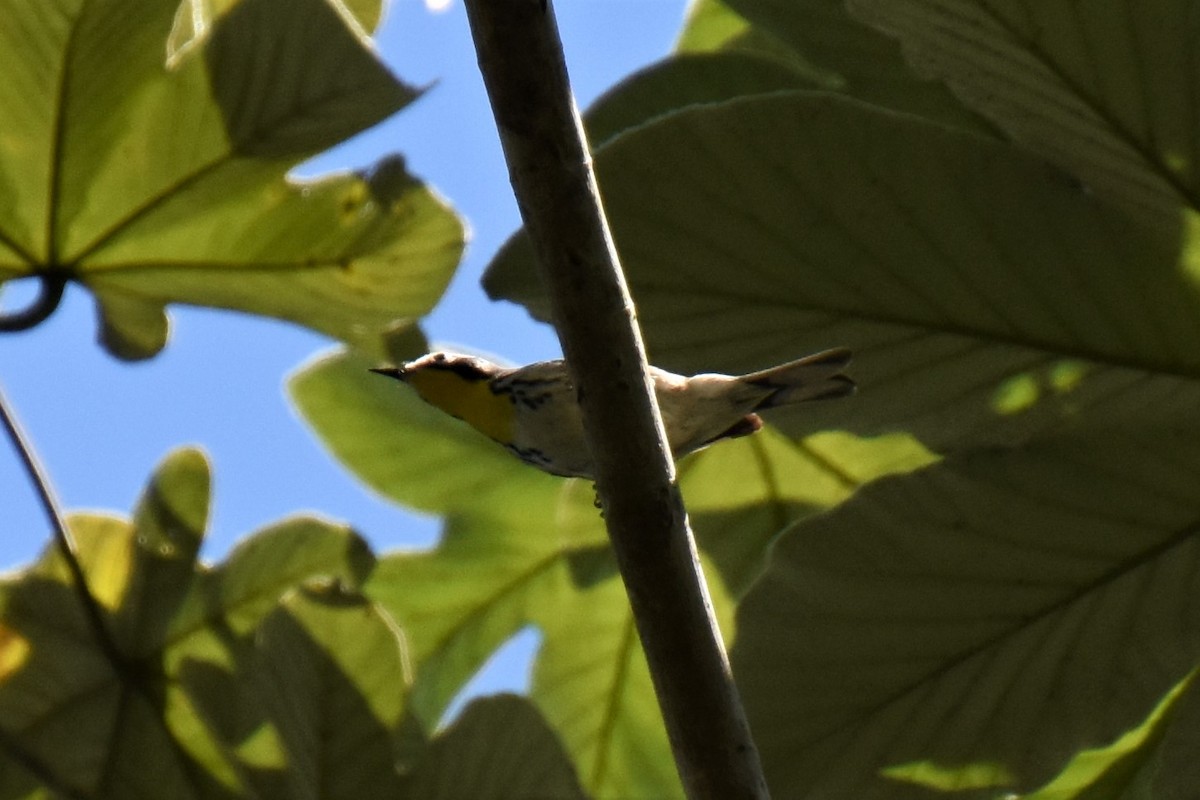 Yellow-throated Warbler (albilora) - ML621137662