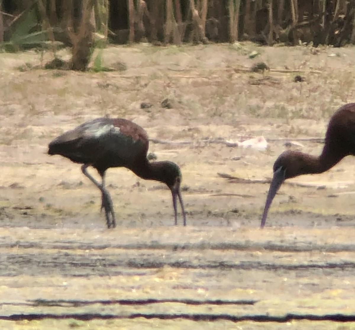 ibis americký - ML621137671