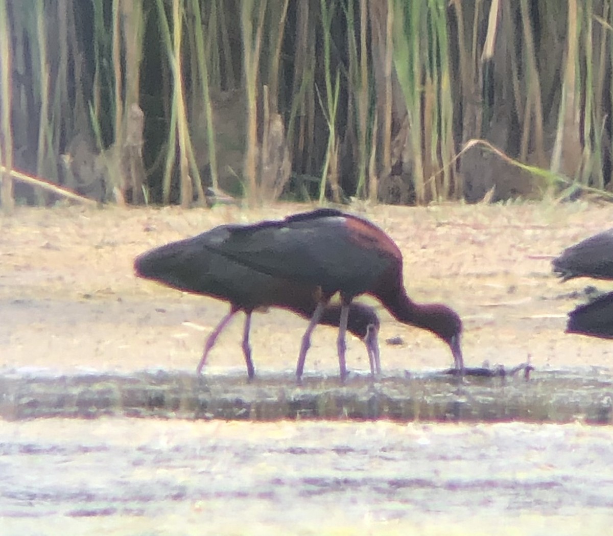 ibis americký - ML621137674