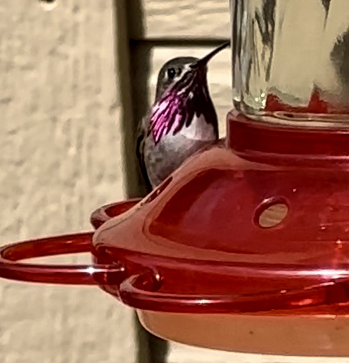 Calliope Hummingbird - ML621137678