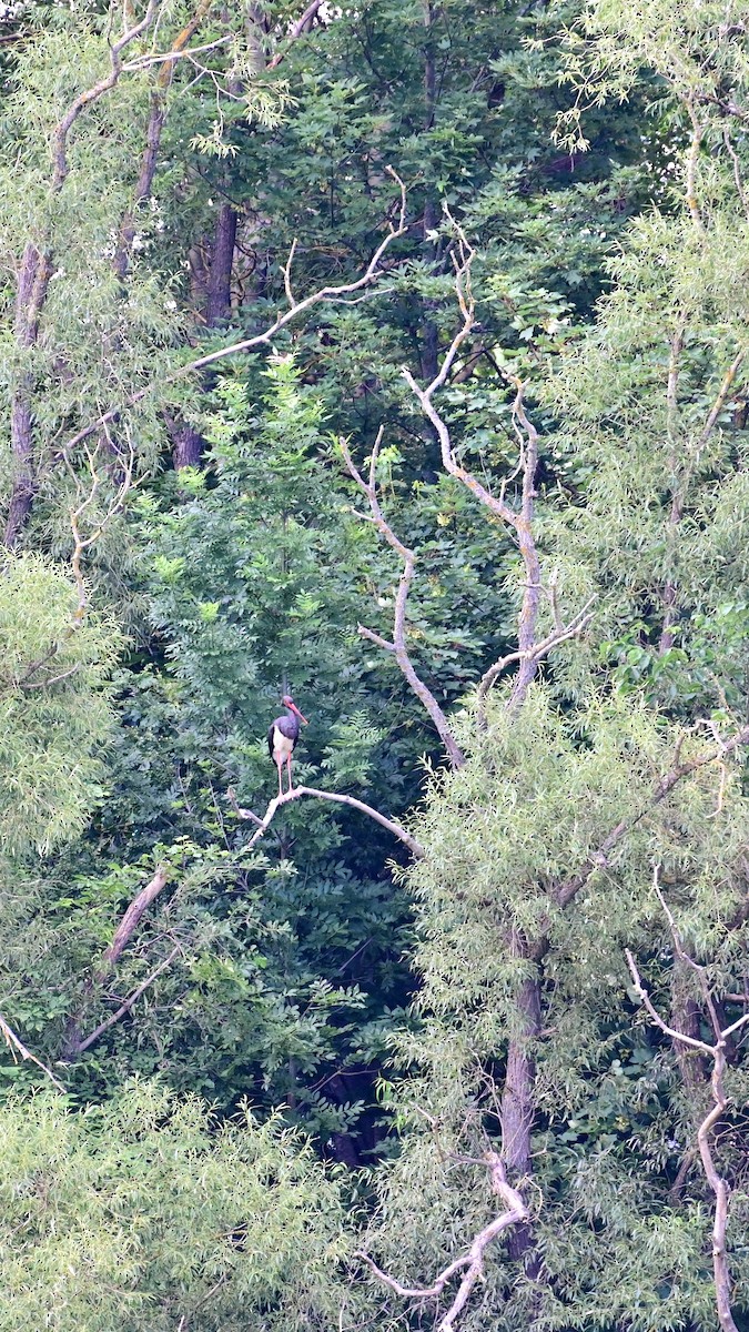 Black Stork - ML621137684