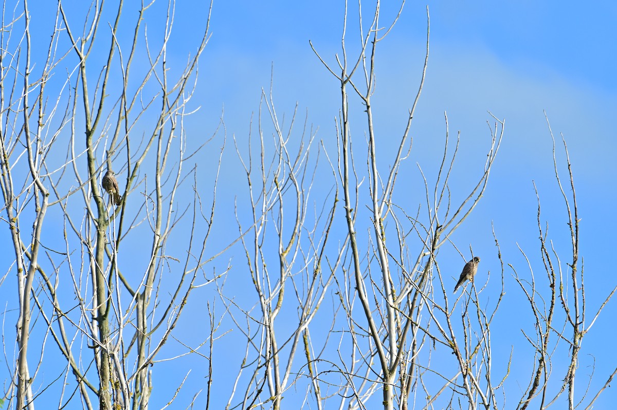 Eurasian Kestrel - ML621137697