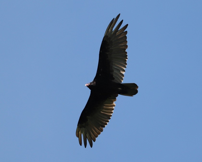 Turkey Vulture - ML621137736