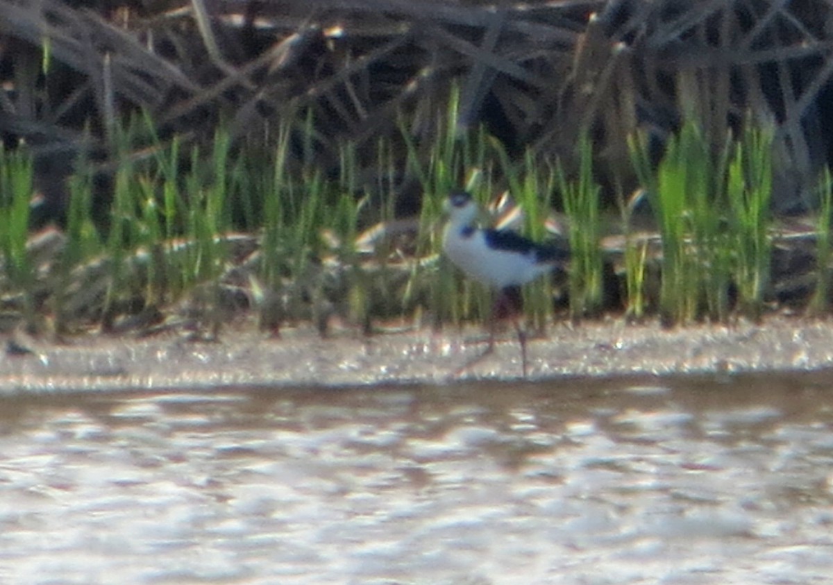 Black-necked Stilt - ML621137741