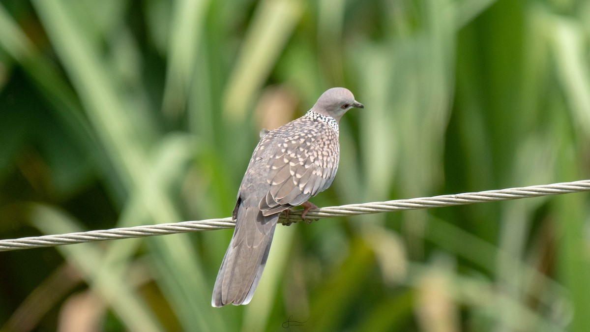 Spotted Dove - ML621137780