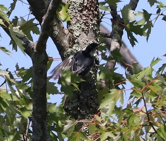 White-breasted Nuthatch - ML621137820