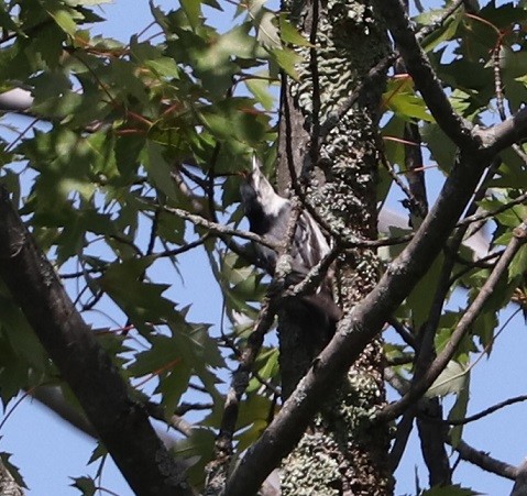 White-breasted Nuthatch - A. Gary Reid