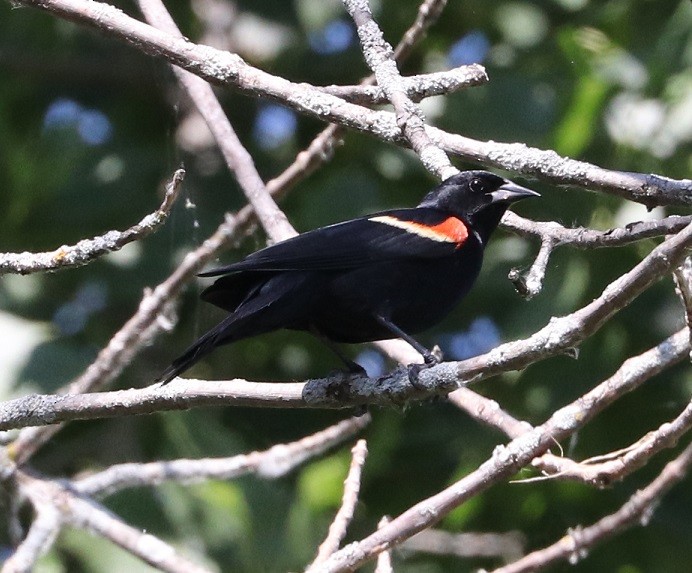Red-winged Blackbird - ML621137862
