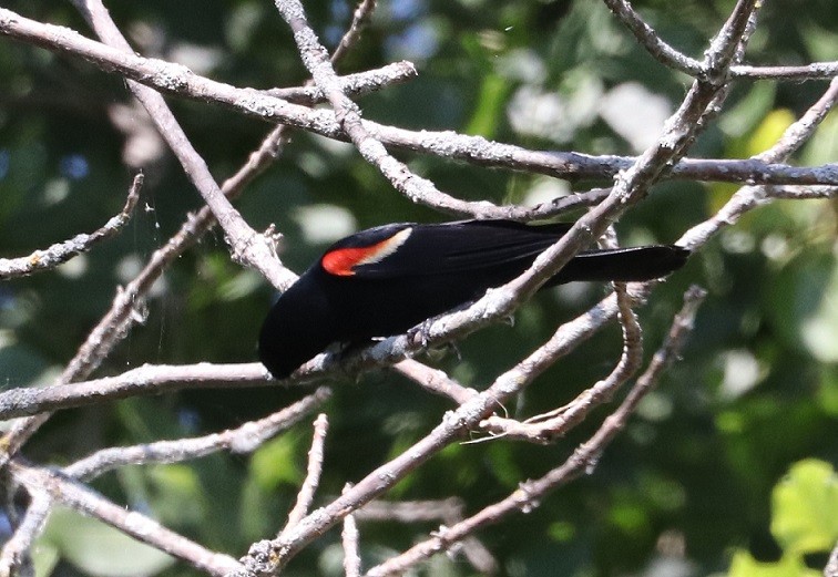 Red-winged Blackbird - ML621137863
