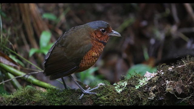 Giant Antpitta - ML621137875