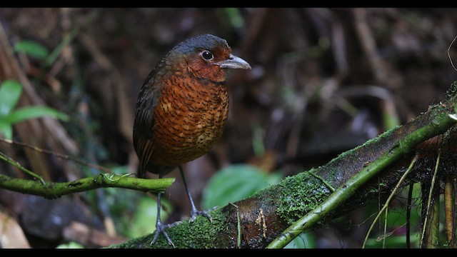 Giant Antpitta - ML621137876