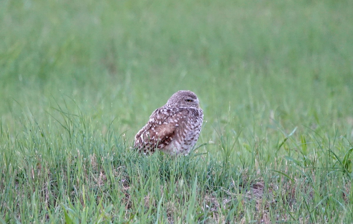 Burrowing Owl - ML621137896