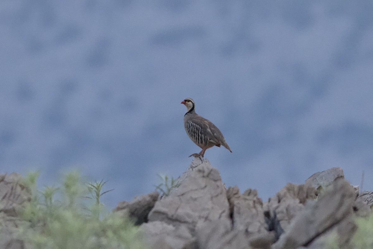 Rock Partridge - ML621137903