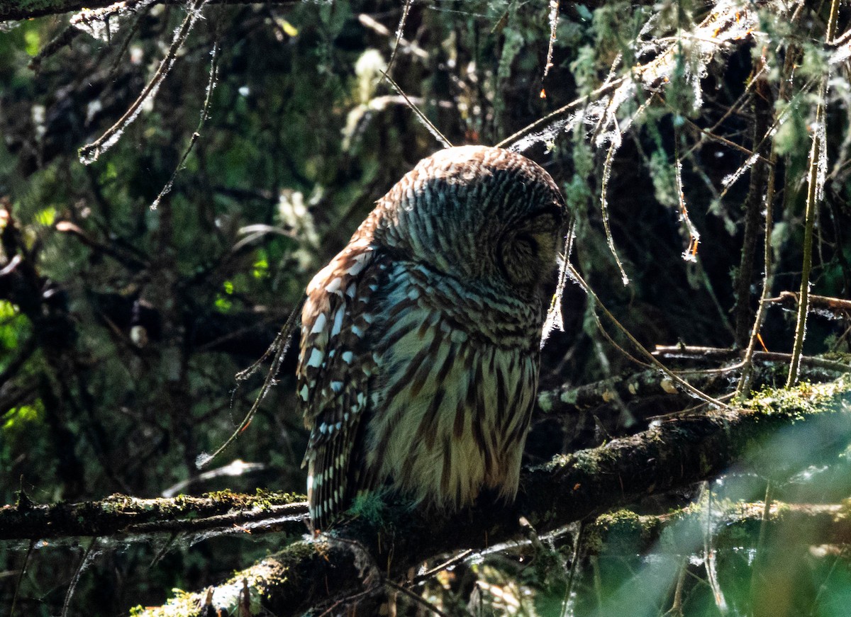 Barred Owl - ML621137942
