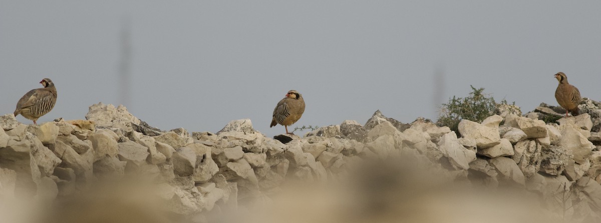 Rock Partridge - Brian McCloskey