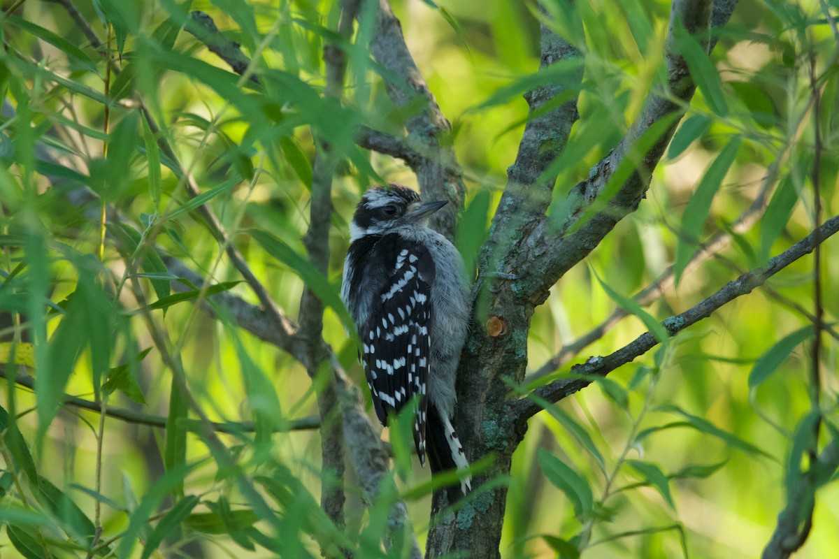 Downy Woodpecker - ML621137961