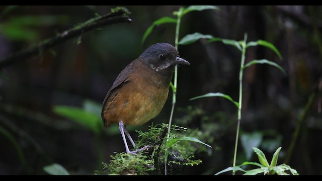 Moustached Antpitta - ML621137963