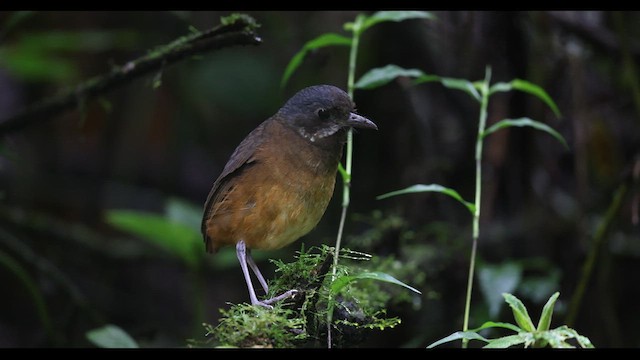 Tororoí Bigotudo - ML621137963