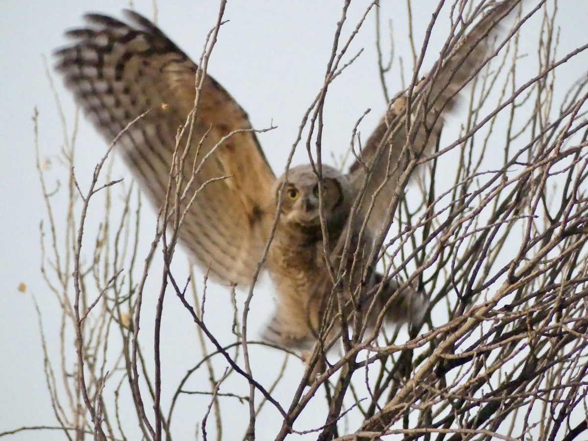 Great Horned Owl - ML621137971