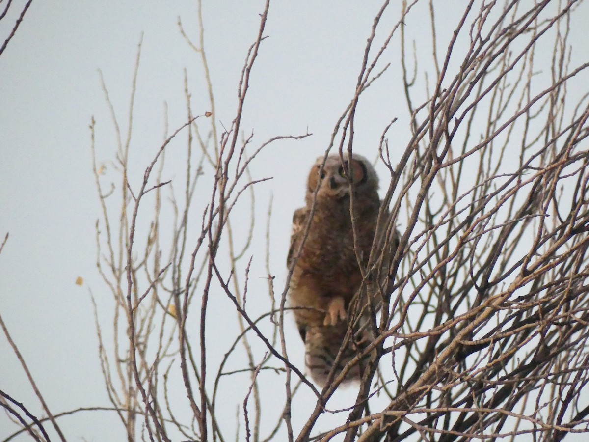 Great Horned Owl - ML621137972