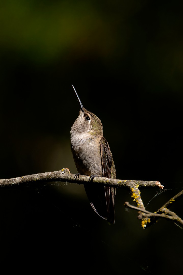 Anna's Hummingbird - ML621137975