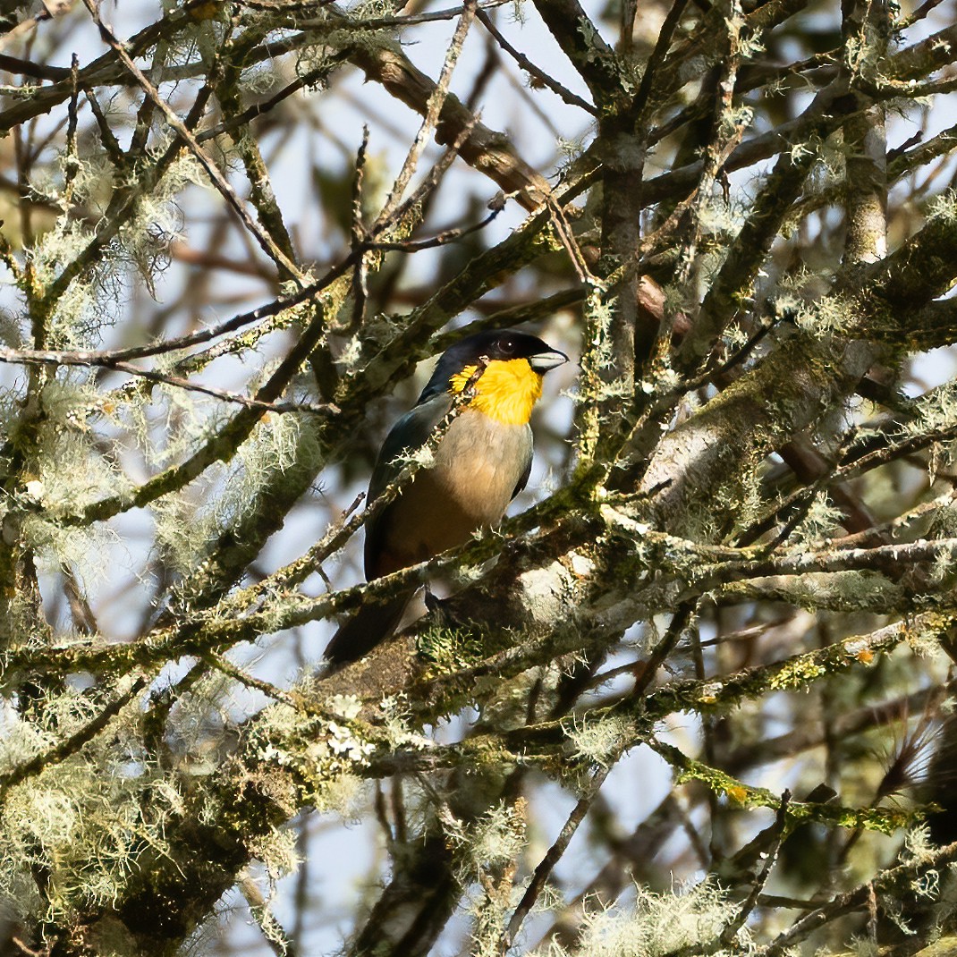Yellow-throated Tanager - ML621137976