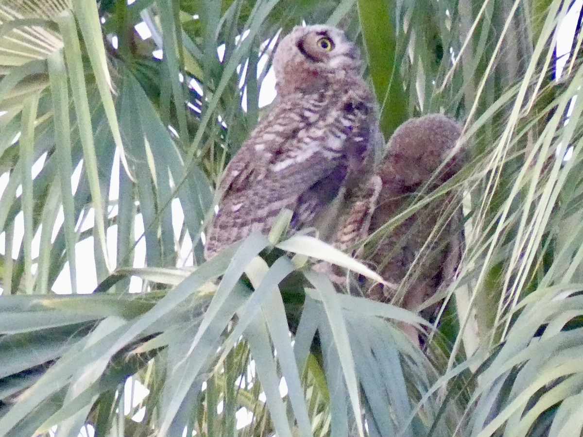 Great Horned Owl - ML621137994