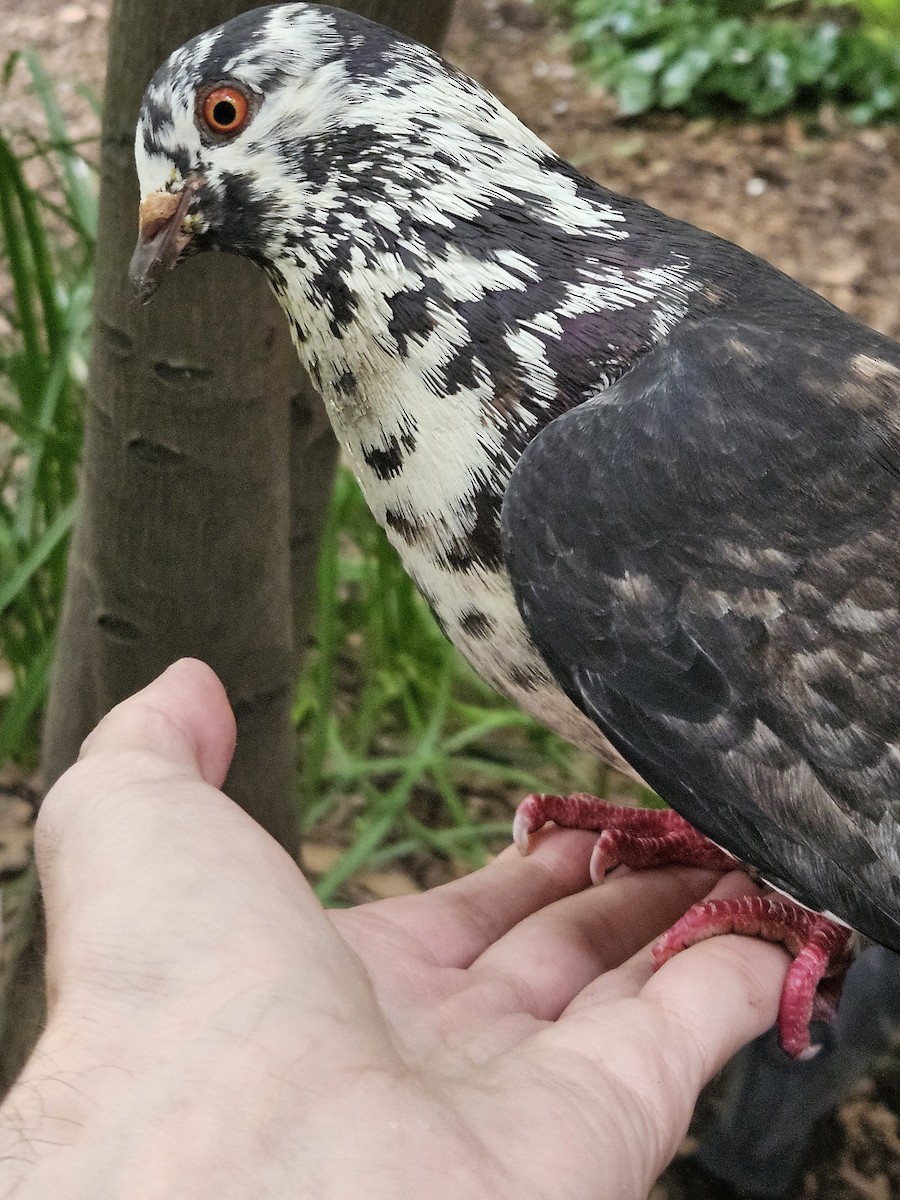 Rock Pigeon (Feral Pigeon) - ML621138008