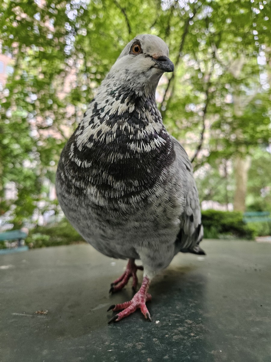 Rock Pigeon (Feral Pigeon) - ML621138010