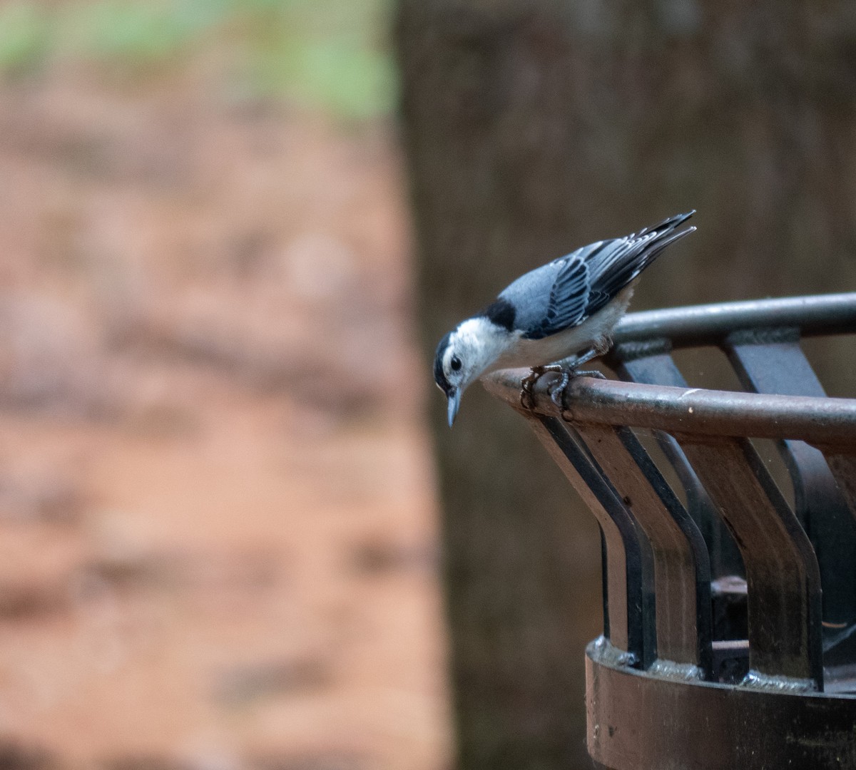 White-breasted Nuthatch - ML621138017
