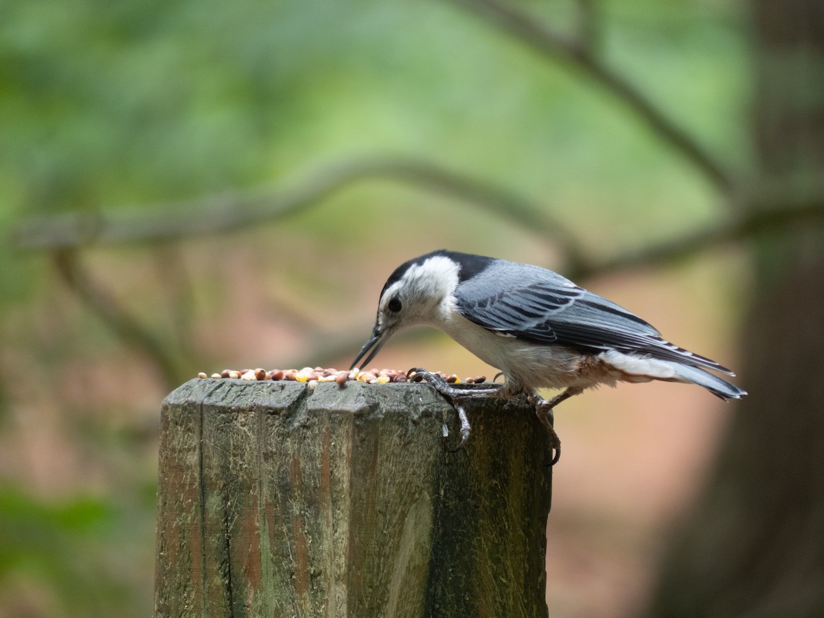 White-breasted Nuthatch - ML621138018
