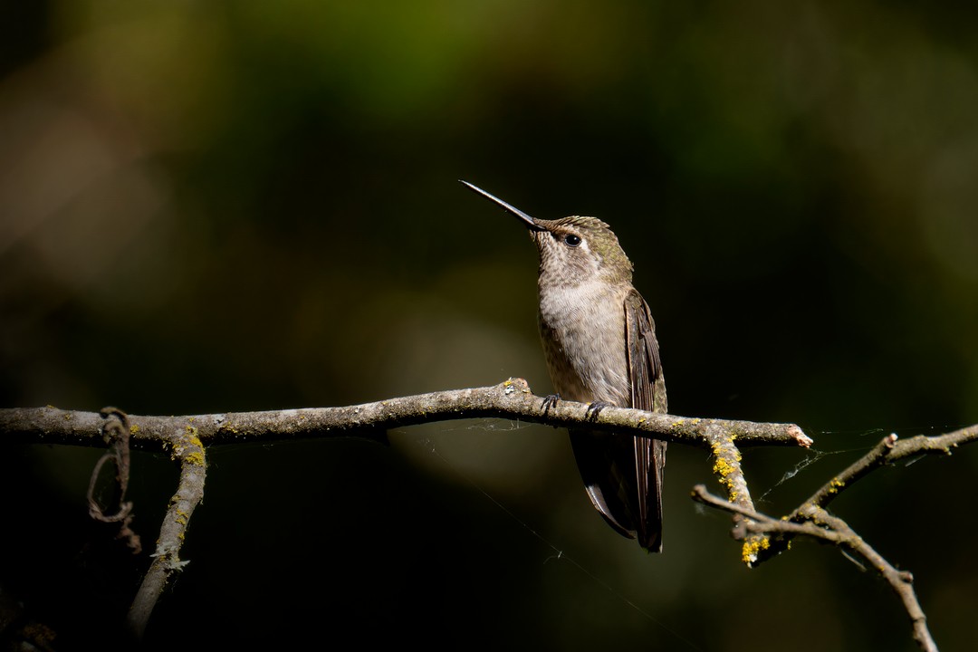 Anna's Hummingbird - ML621138035
