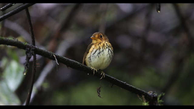 Ochre-breasted Antpitta - ML621138039