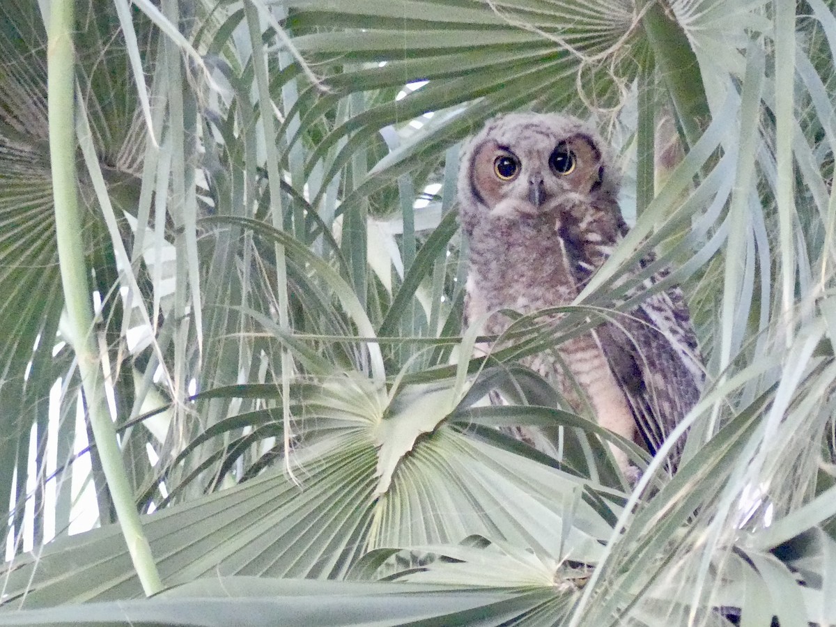 Great Horned Owl - ML621138120