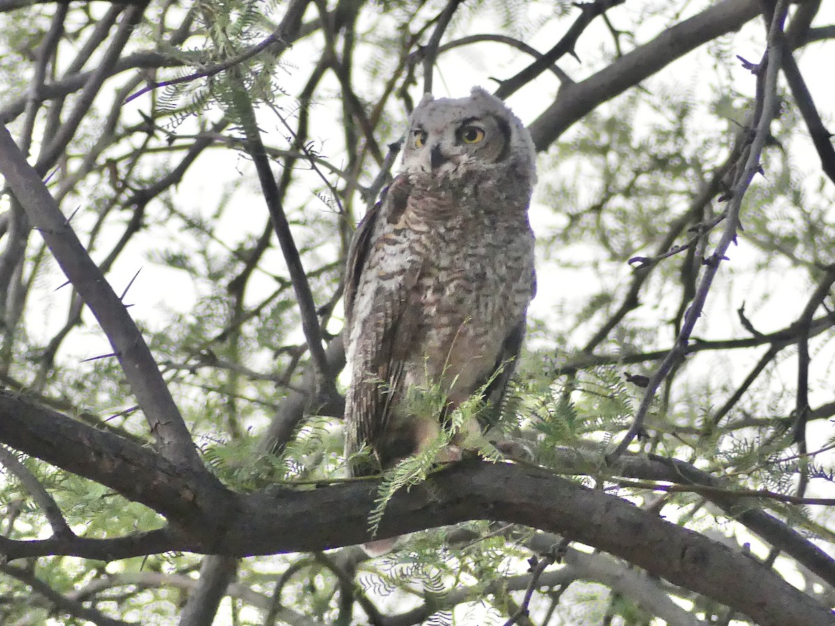 Great Horned Owl - ML621138121