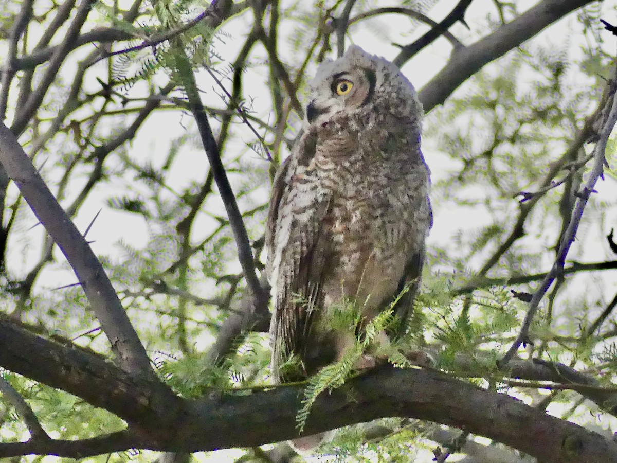 Great Horned Owl - ML621138122