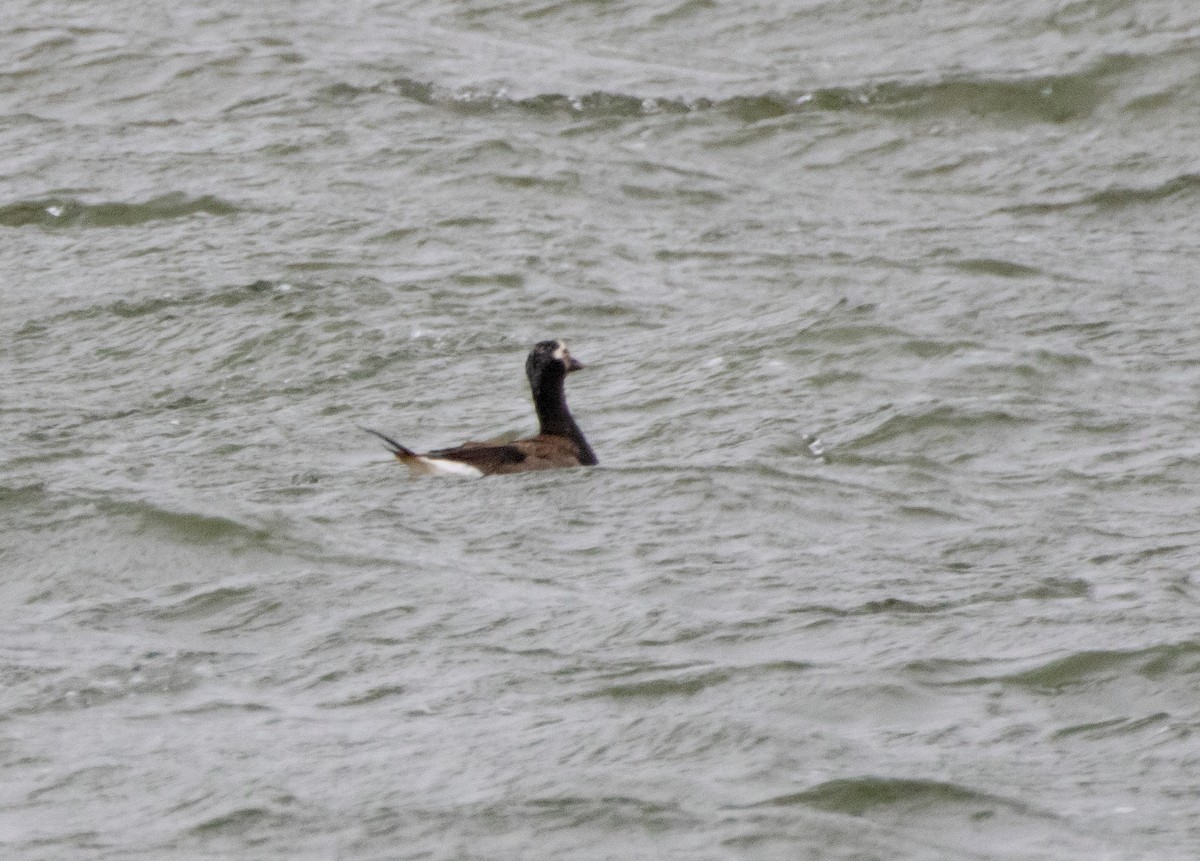Long-tailed Duck - ML621138136
