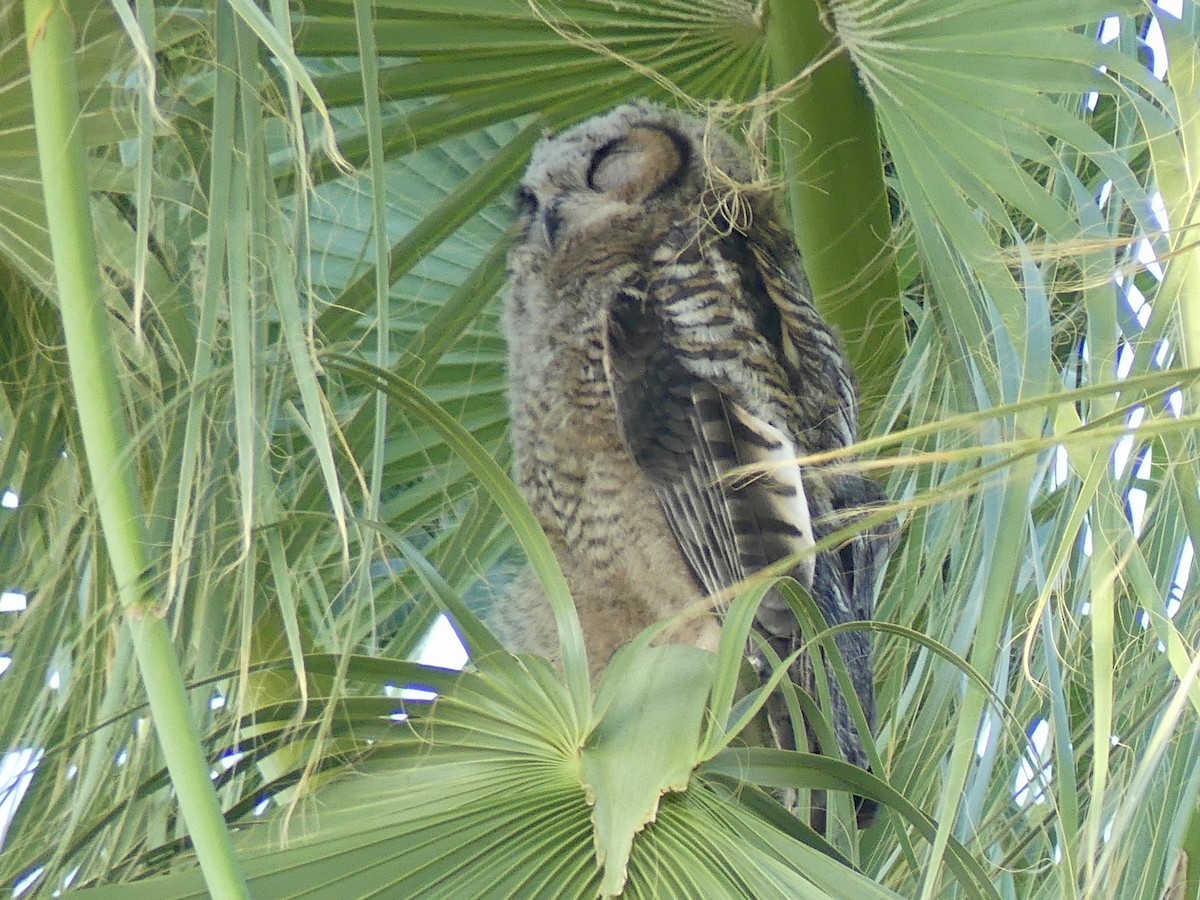 Great Horned Owl - ML621138138