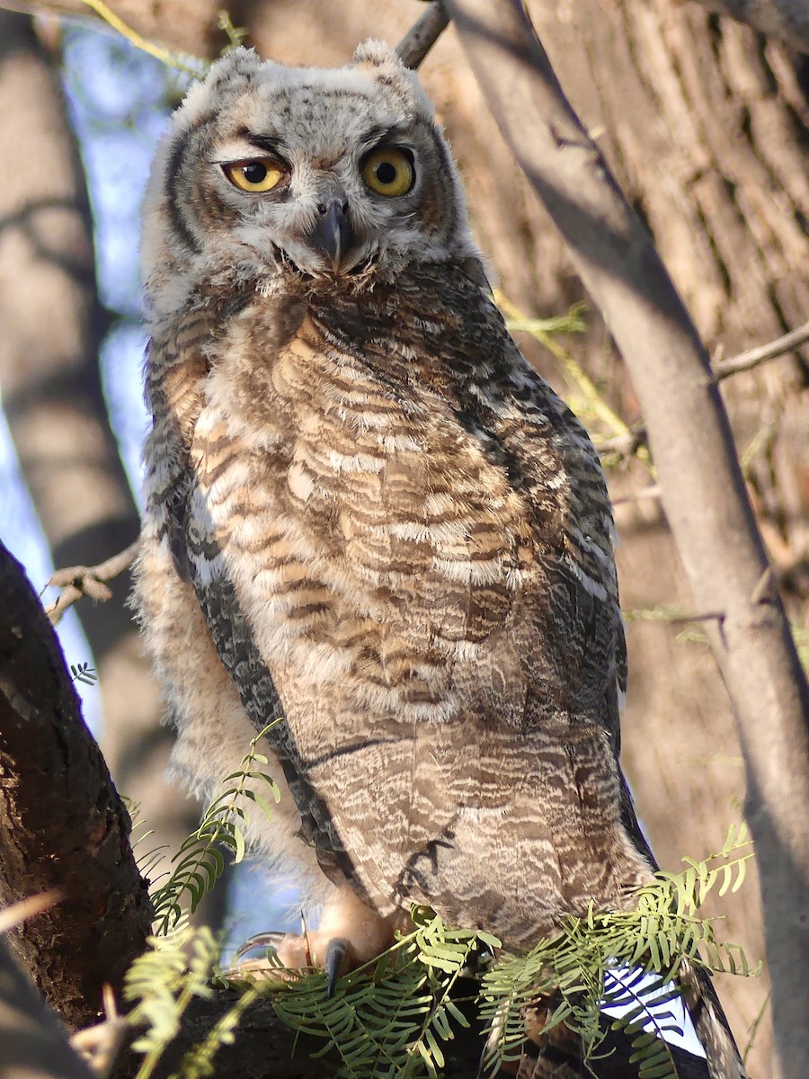 Great Horned Owl - ML621138140
