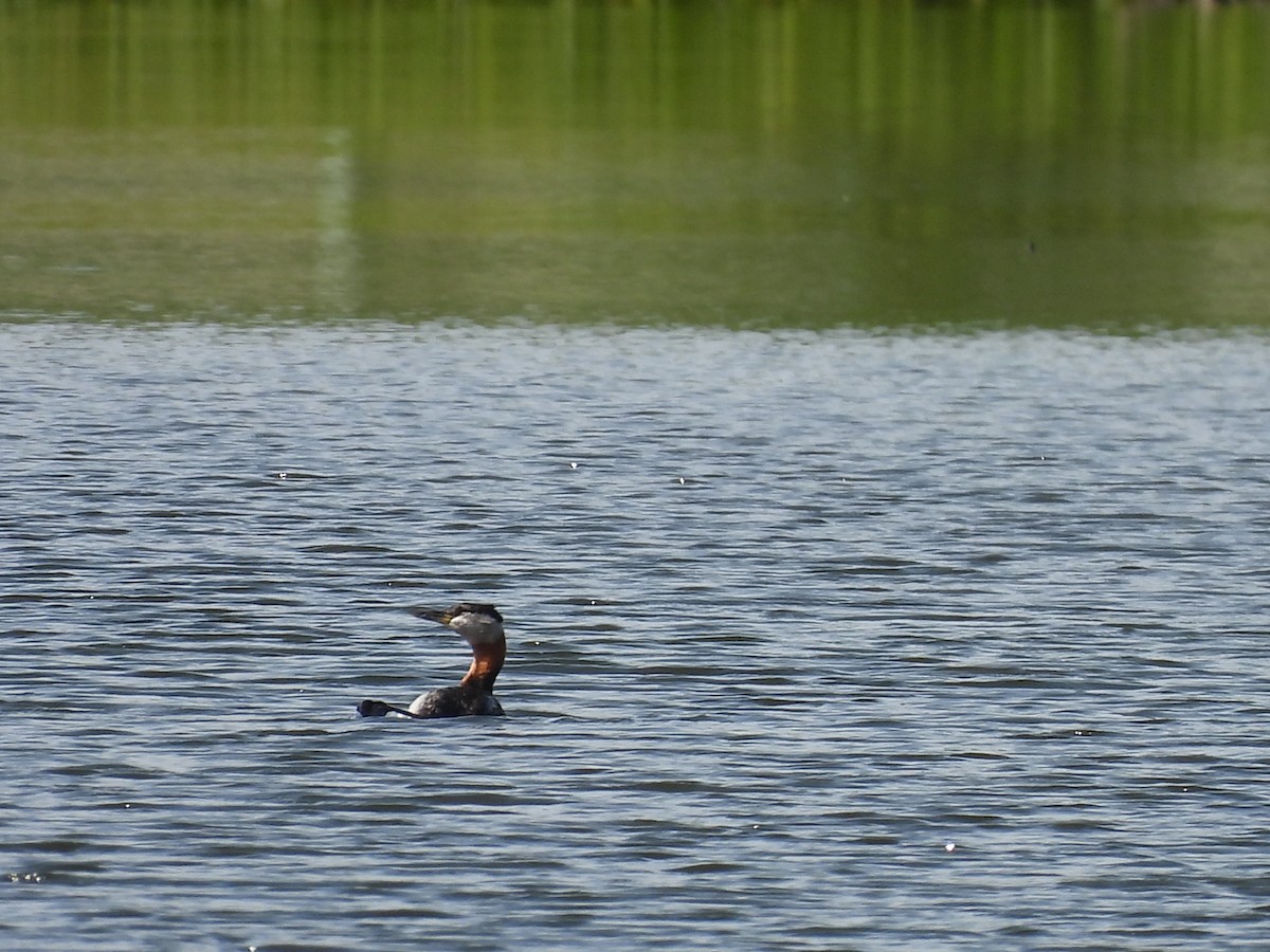 Red-necked Grebe - ML621138150