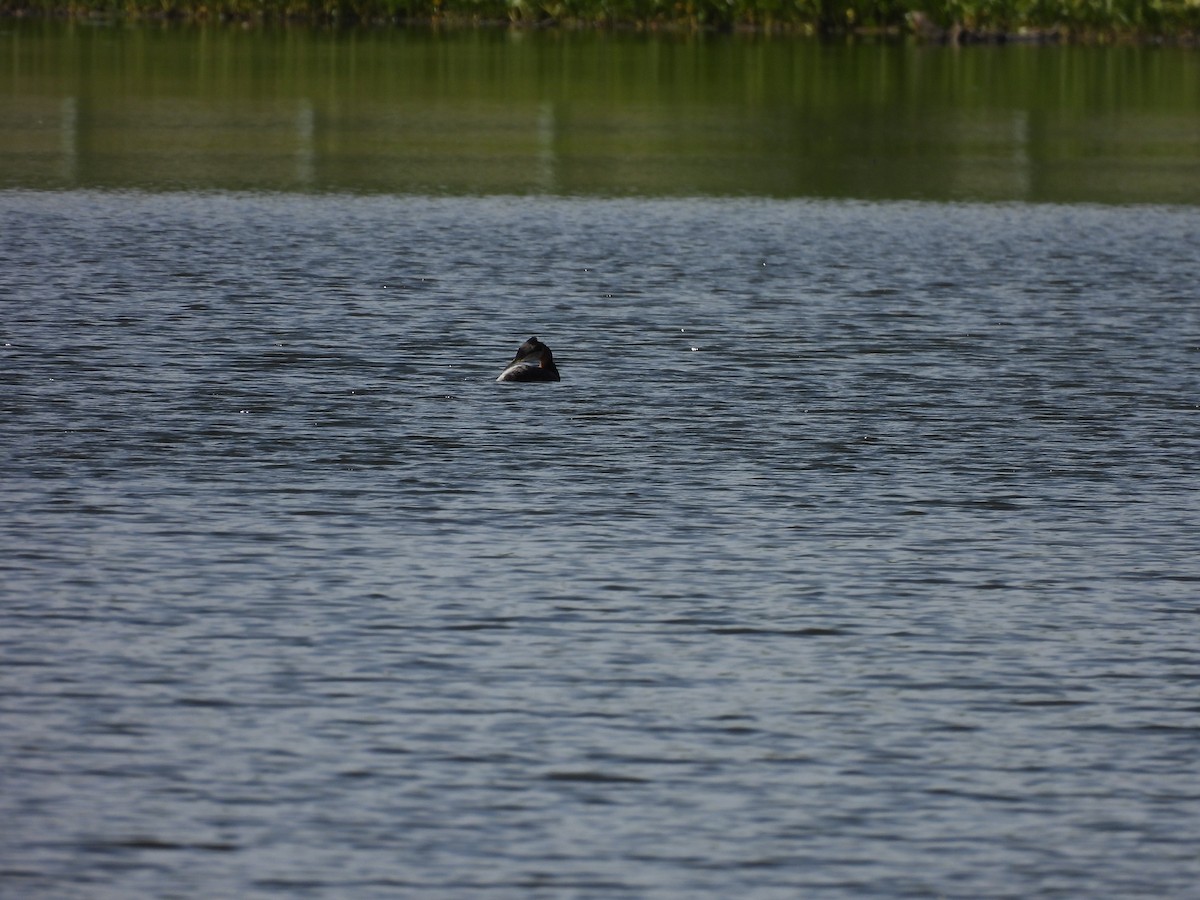 Red-necked Grebe - ML621138151